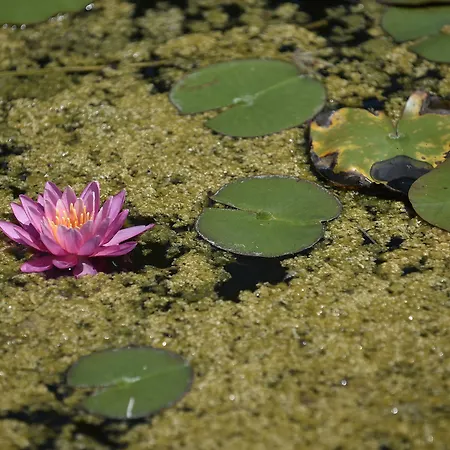 Db Le Del Lido 4* Lido di Venezia