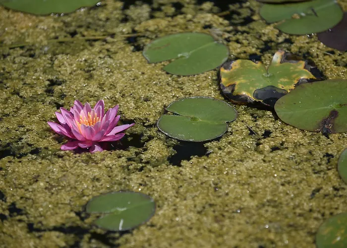 Db Le Del Lido 4* Lido di Venezia